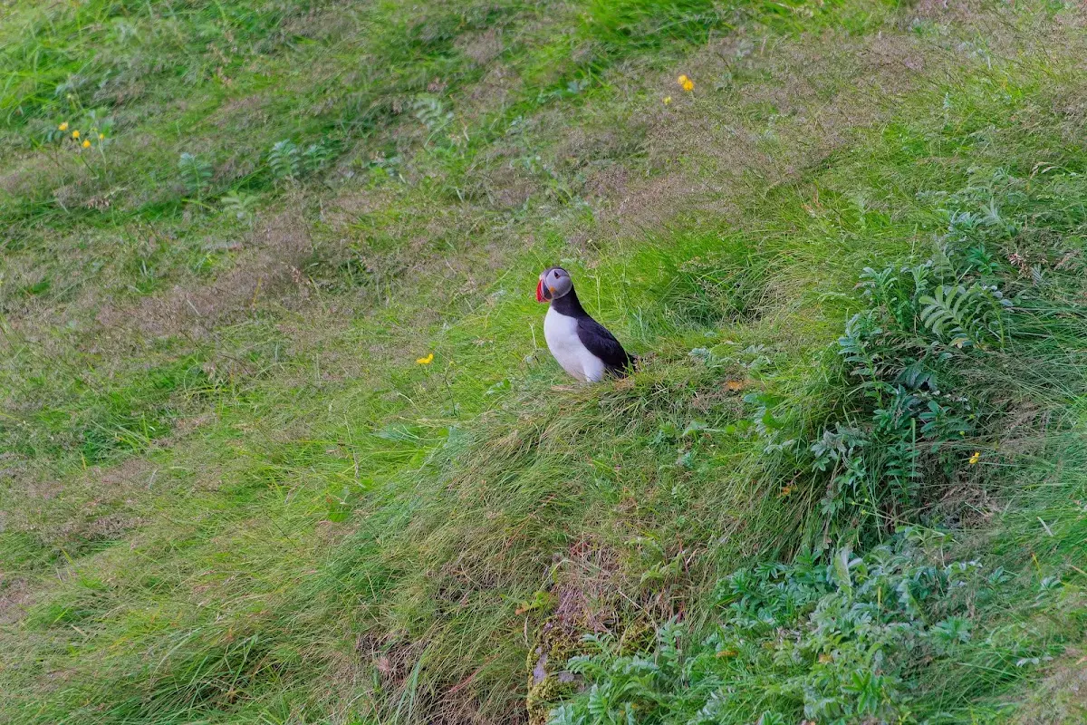 Vestmannaeyjar – Foto 44