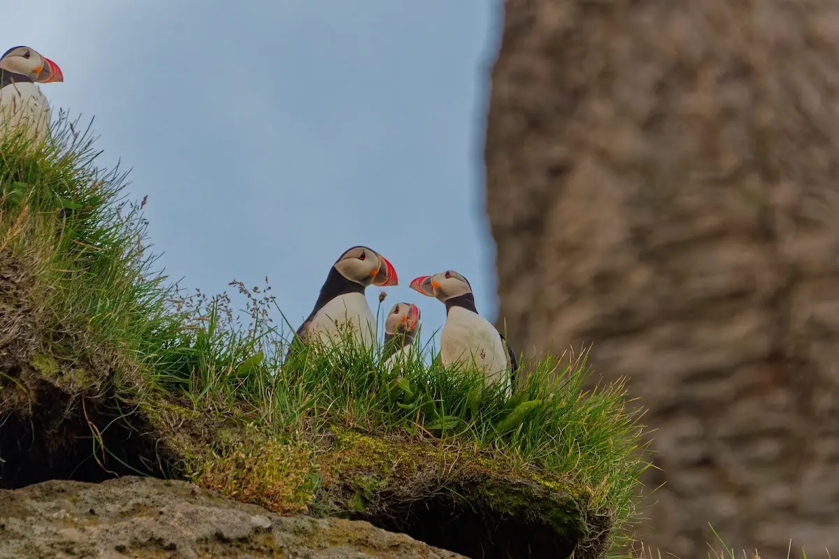 Vestmannaeyjar – Foto 46