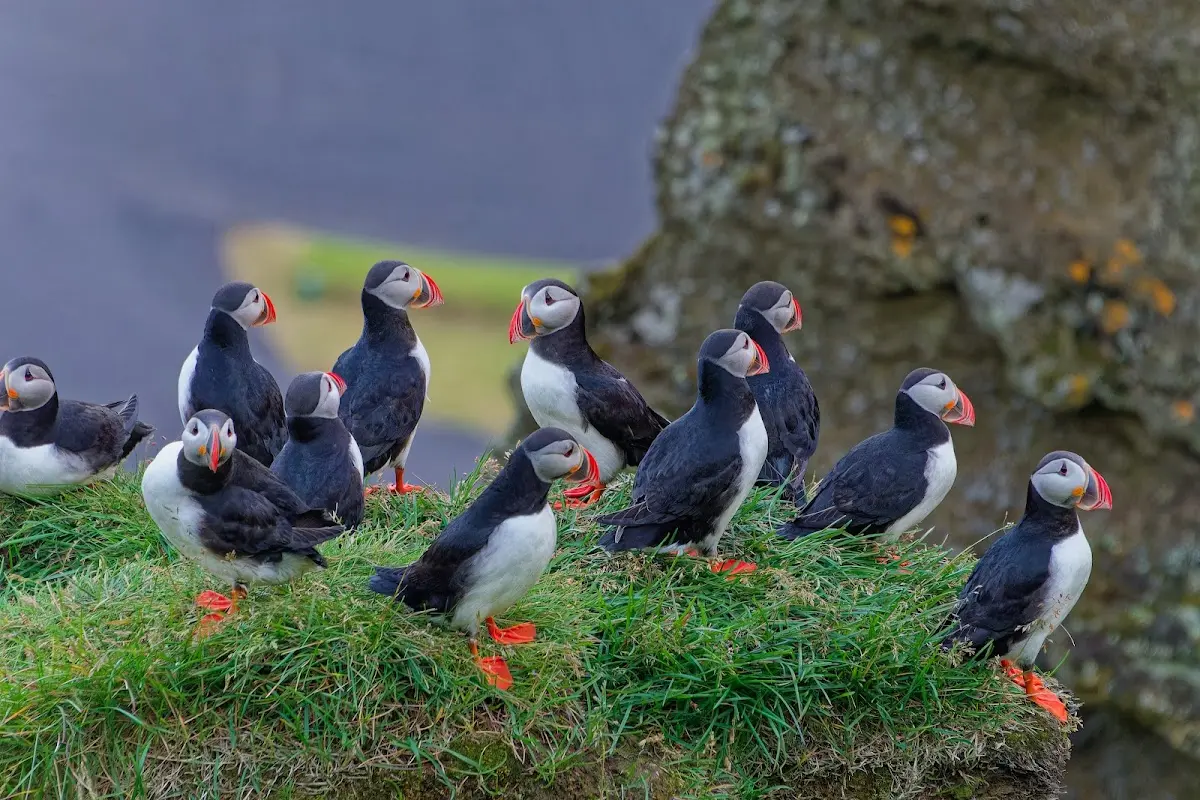 Vestmannaeyjar – Foto 47