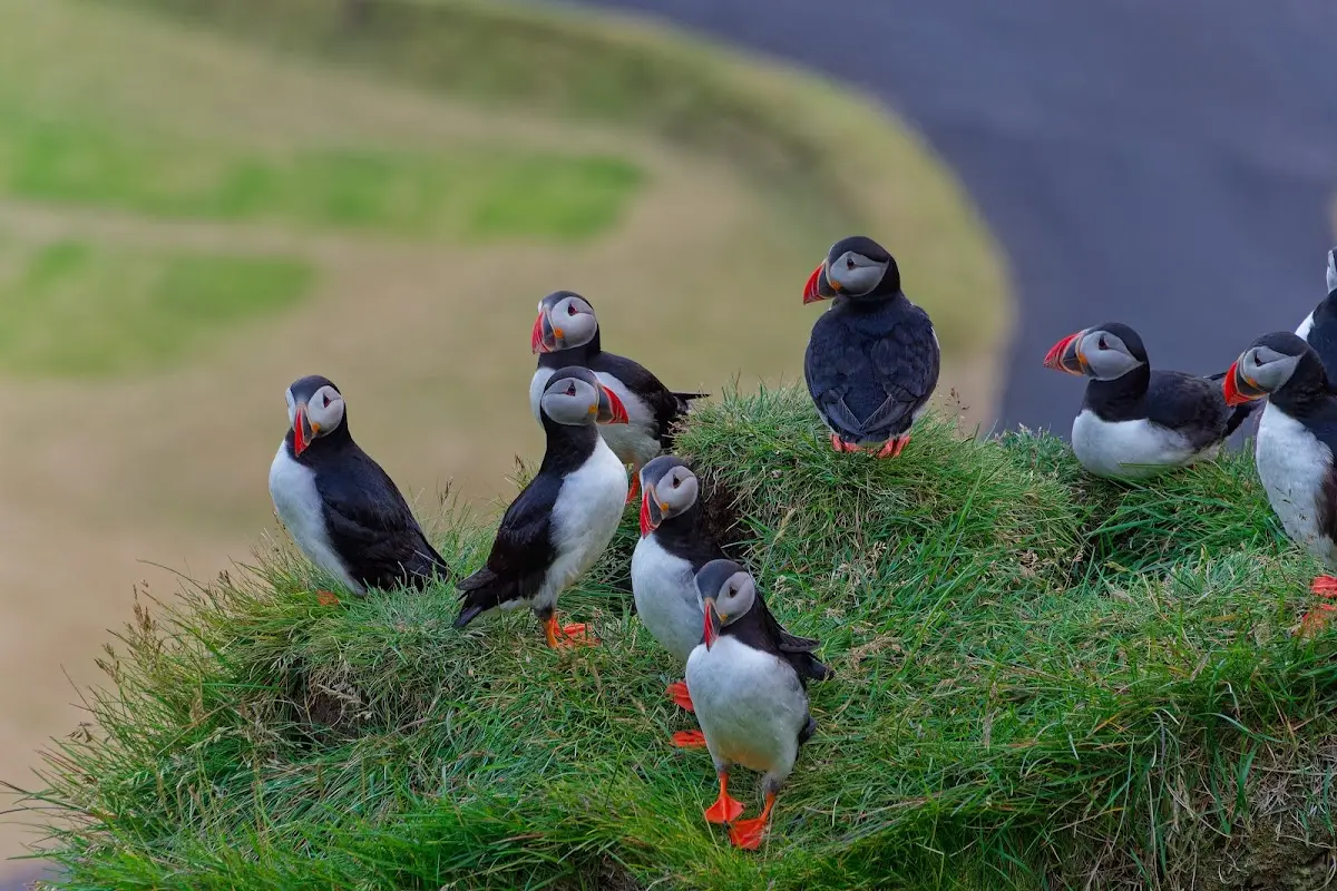 Vestmannaeyjar – Foto 48