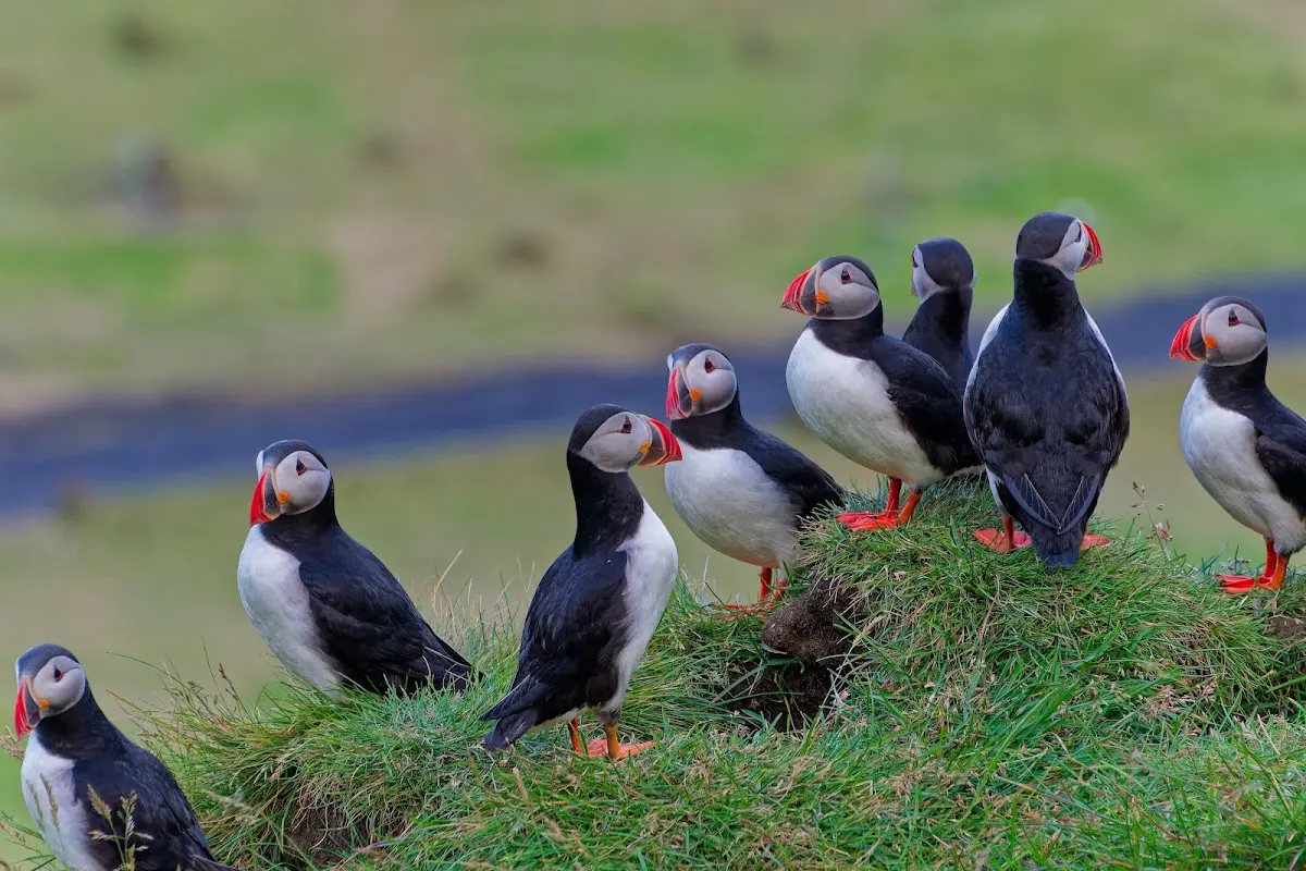Vestmannaeyjar – Foto 49