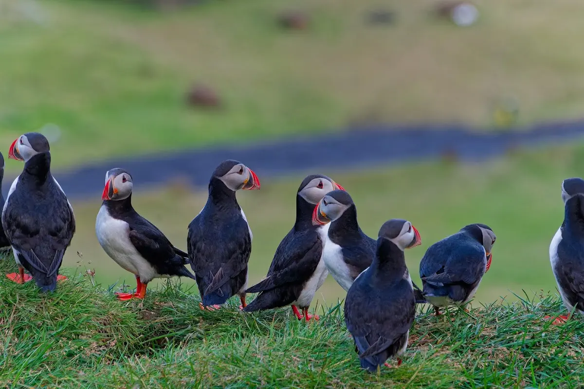 Vestmannaeyjar – Foto 50