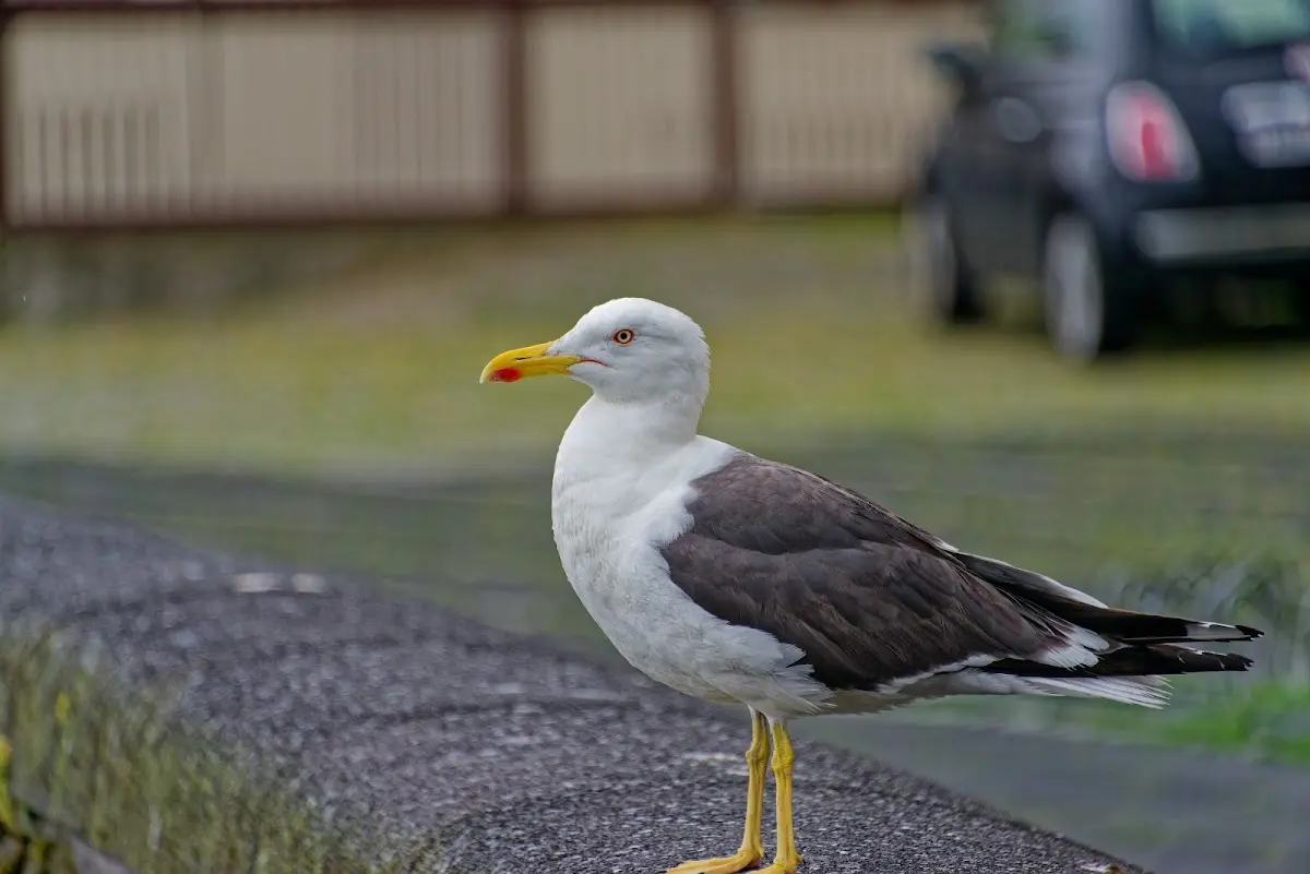 Reykjavík – Foto 26
