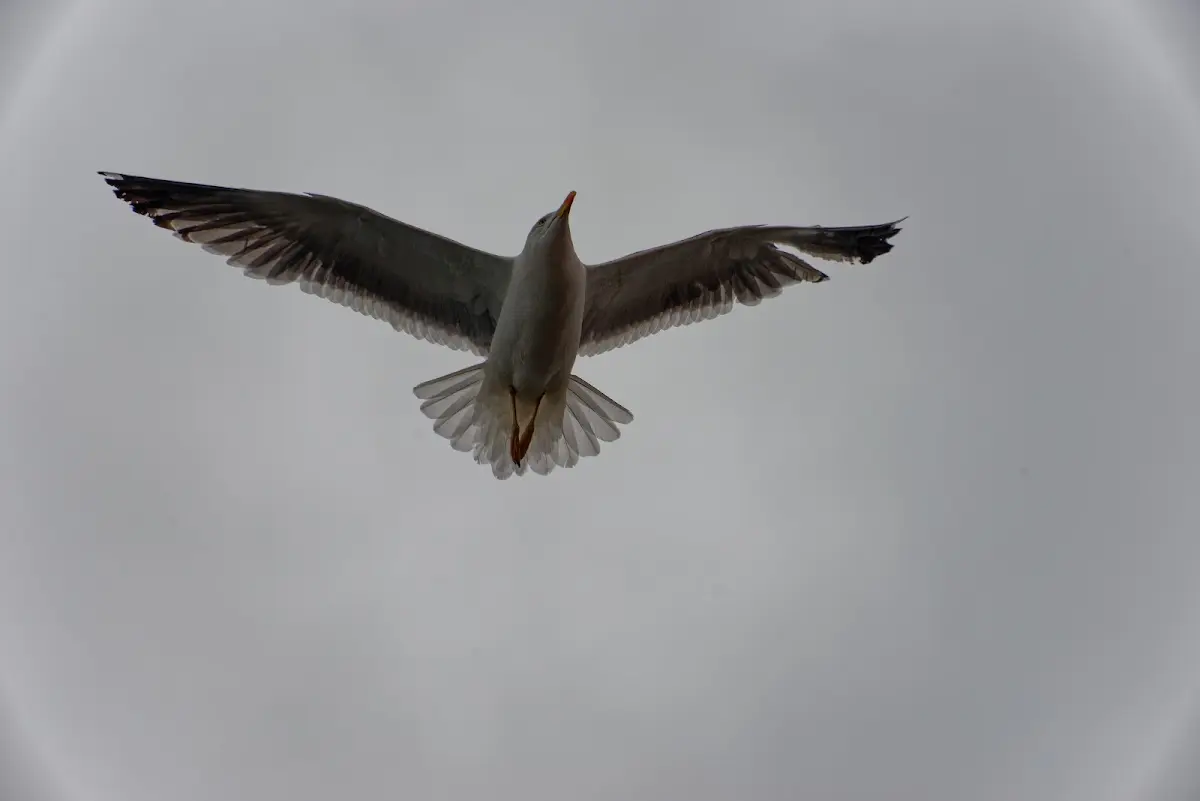 Reykjavík – Foto 27