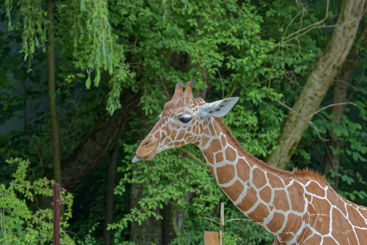 Tierpark Hellabrunn 2014 – Foto 1
