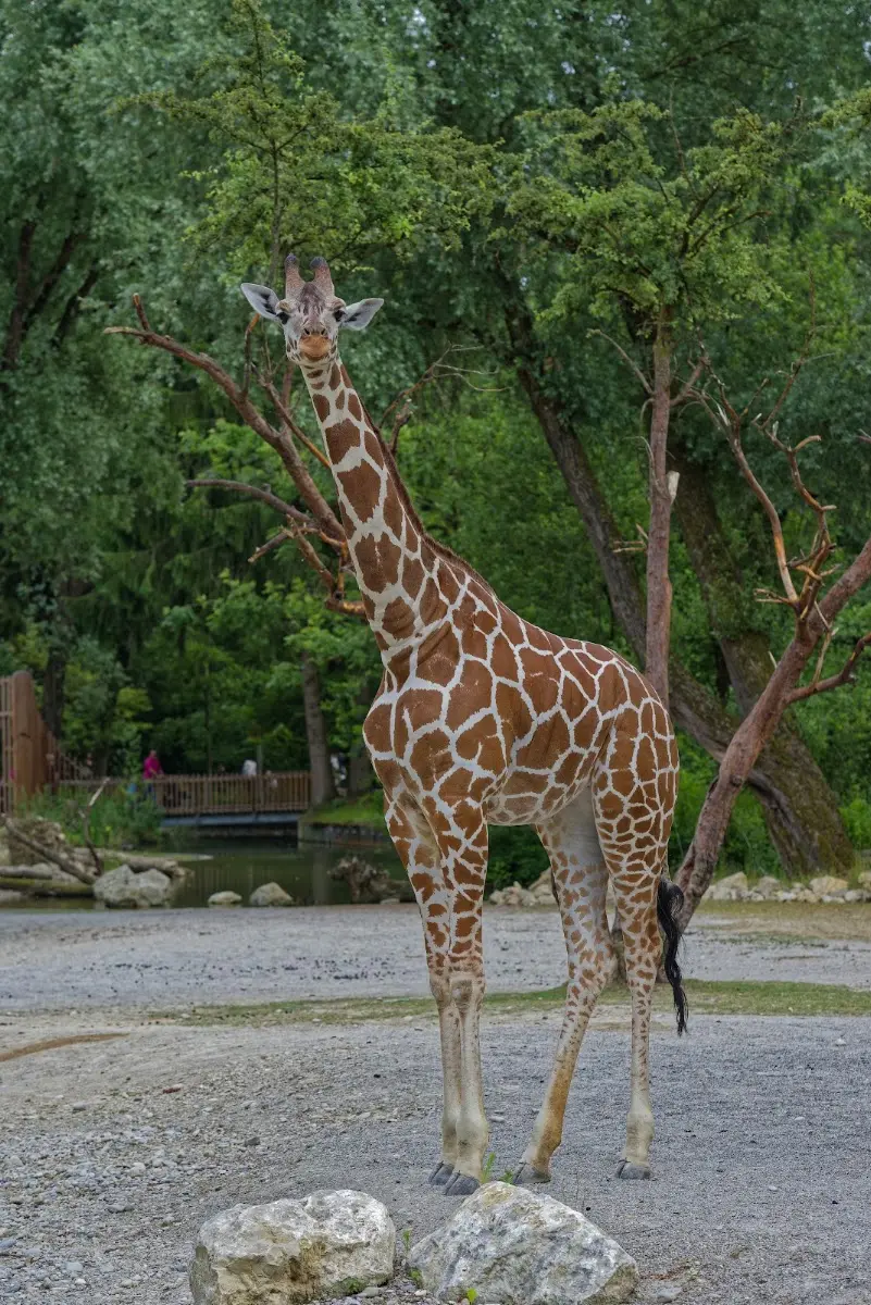 Tierpark Hellabrunn 2014 – Foto 2