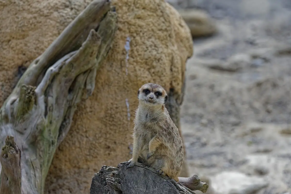 Tierpark Hellabrunn 2014 – Foto 3
