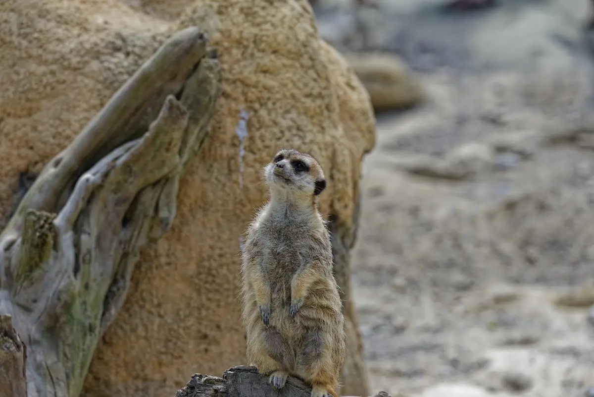 Tierpark Hellabrunn 2014 – Foto 4