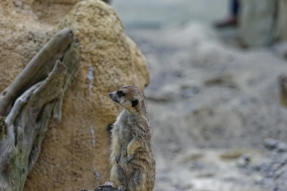 Tierpark Hellabrunn 2014 – Foto 5