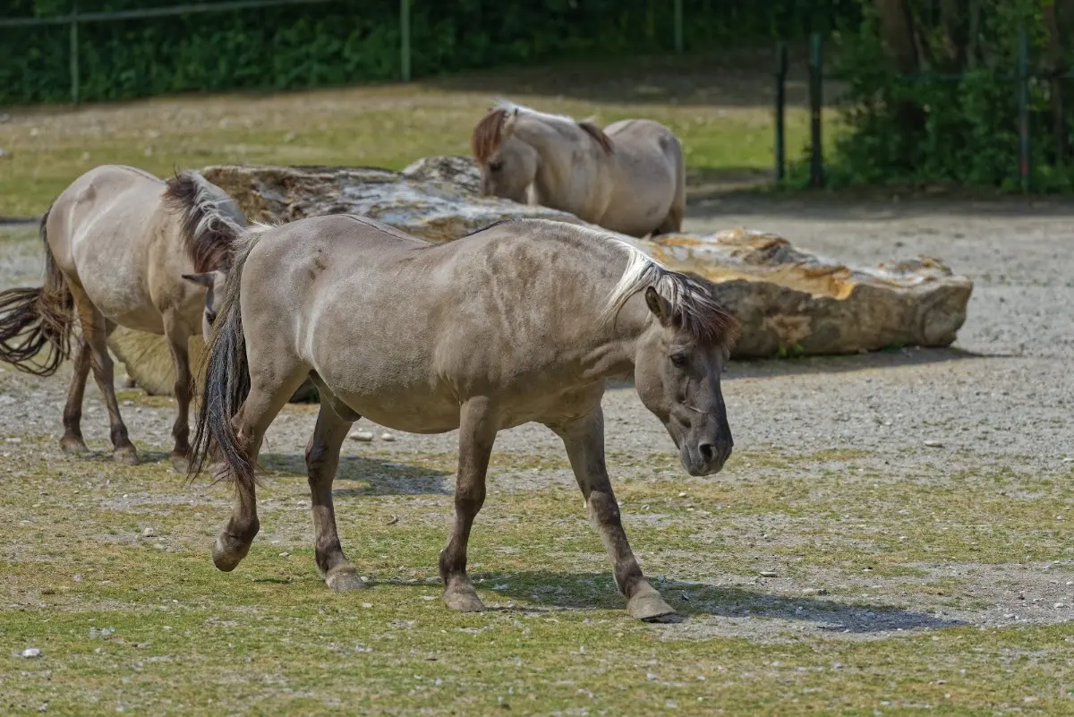 Tierpark Hellabrunn 2014 – Foto 6