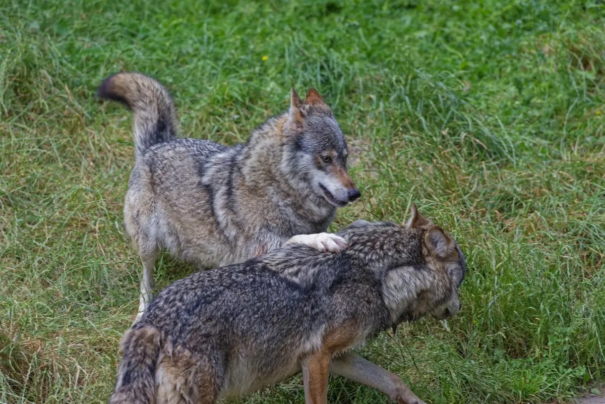 Tierpark Hellabrunn 2014 – Foto 10