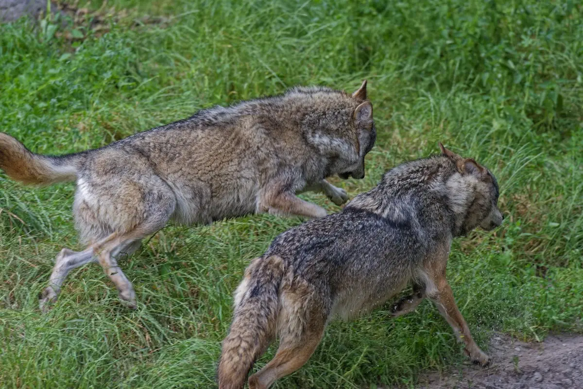 Tierpark Hellabrunn 2014 – Foto 11