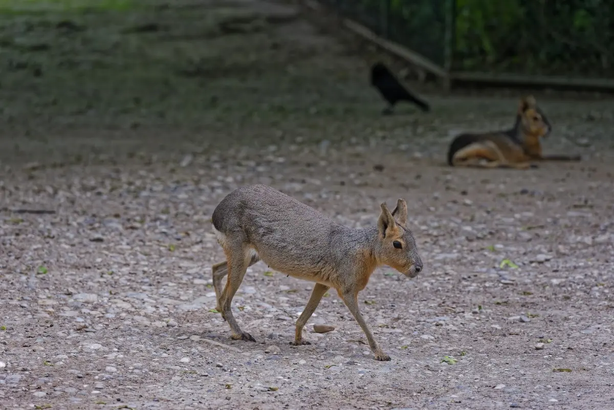 Tierpark Hellabrunn 2014 – Foto 13