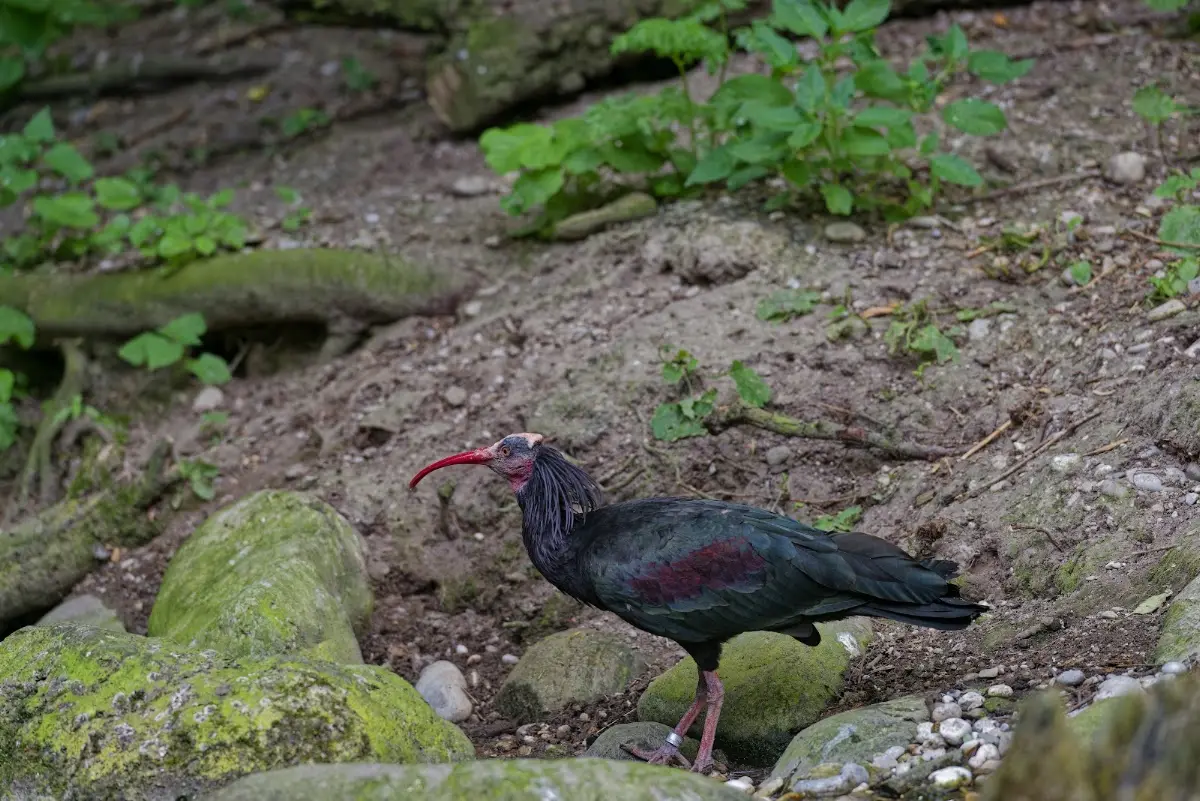 Tierpark Hellabrunn 2014 – Foto 15