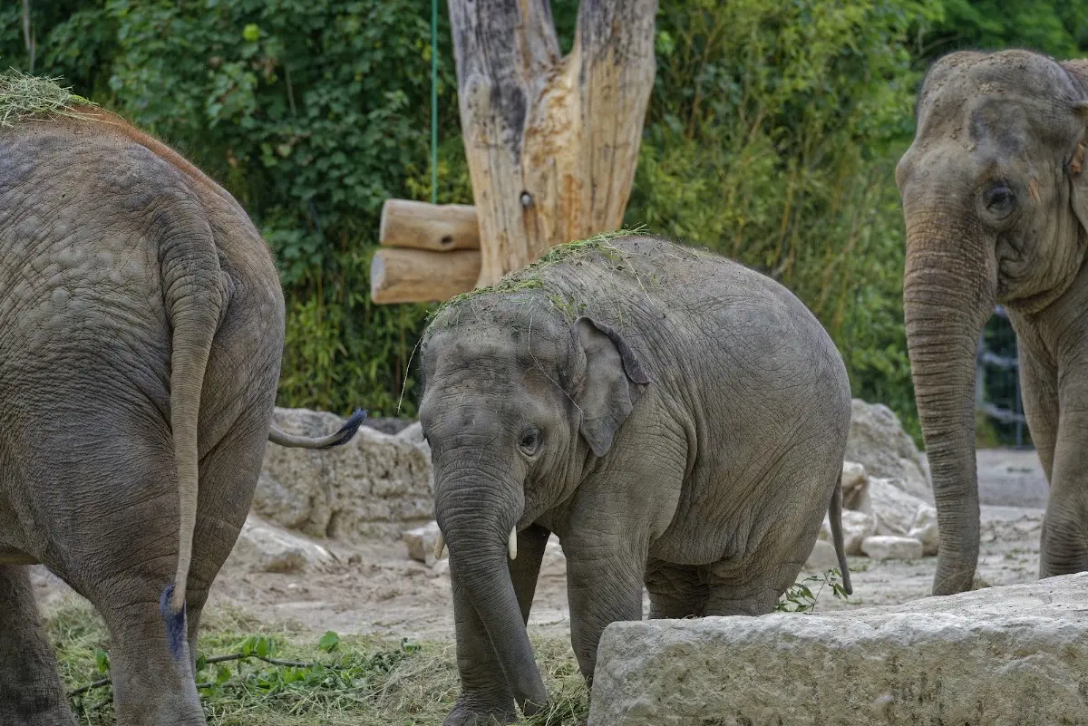 Tierpark Hellabrunn 2014 – Foto 18