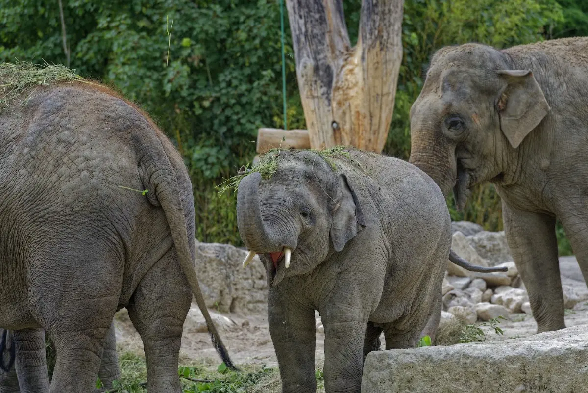 Tierpark Hellabrunn 2014 – Foto 19