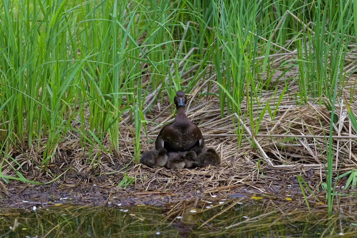Tierpark Hellabrunn 2014 – Foto 21