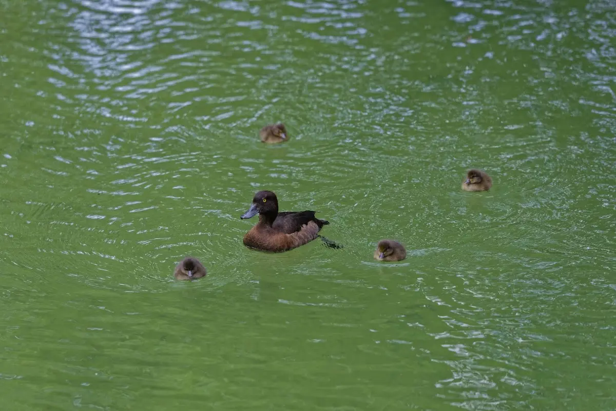 Tierpark Hellabrunn 2014 – Foto 22