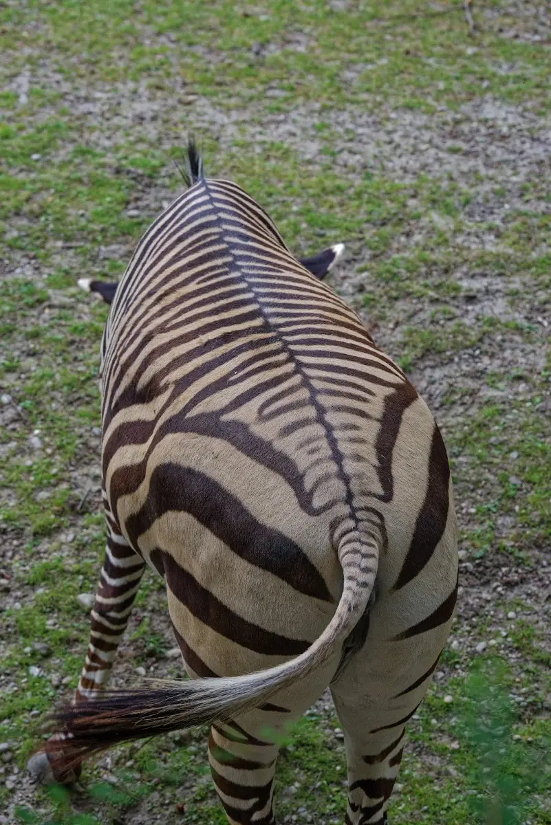 Tierpark Hellabrunn 2014 – Foto 23