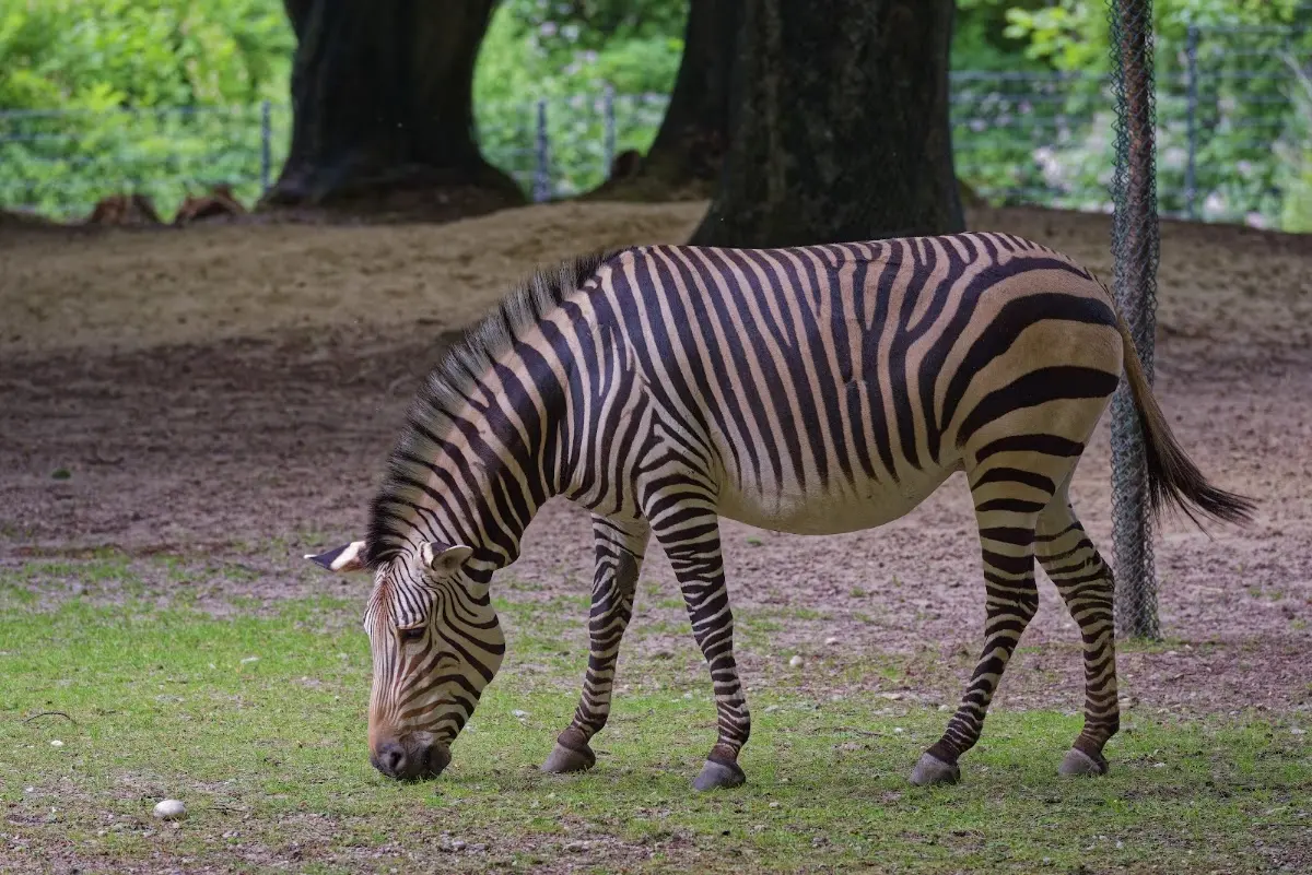 Tierpark Hellabrunn 2014 – Foto 24