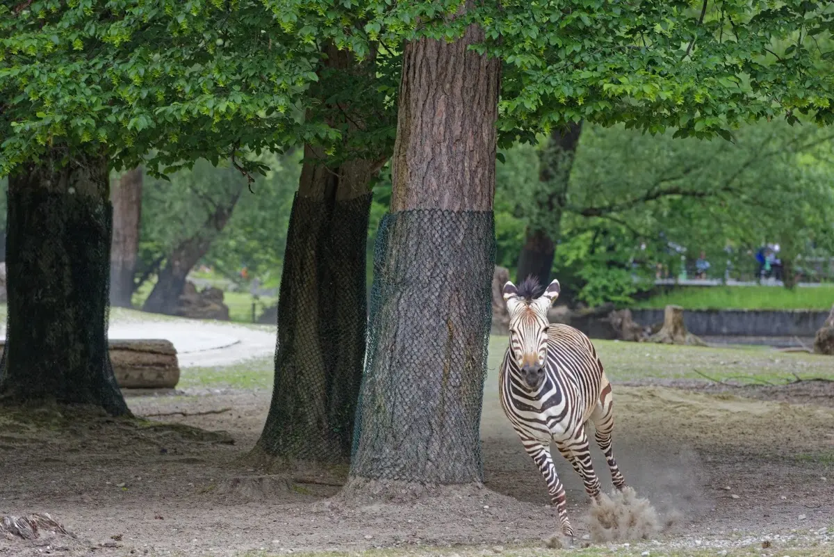 Tierpark Hellabrunn 2014 – Foto 25