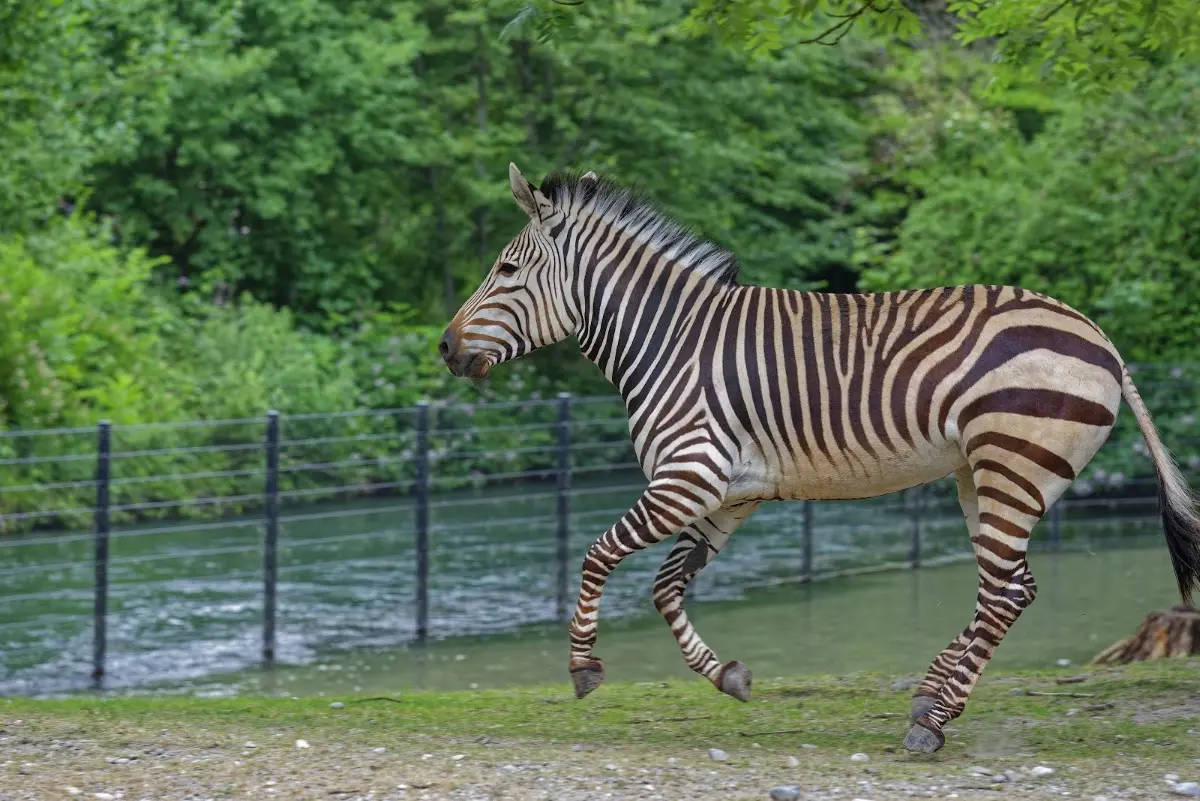 Tierpark Hellabrunn 2014 – Foto 26