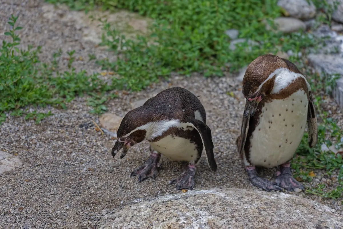 Tierpark Hellabrunn 2014 – Foto 29