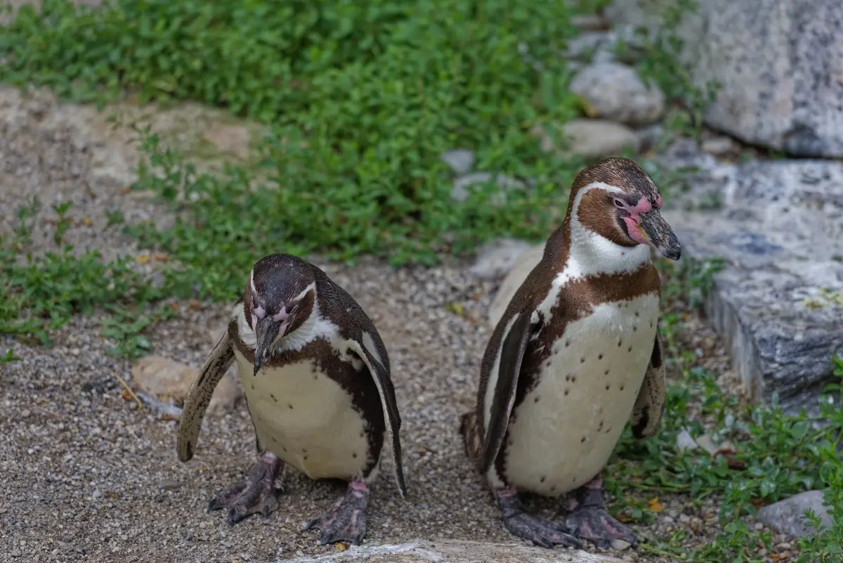 Tierpark Hellabrunn 2014 – Foto 30