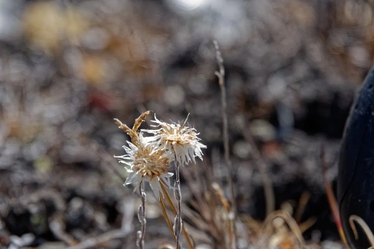 Gokyo – photo 14
